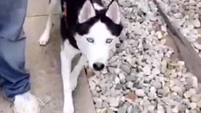 White black dog runs at camera