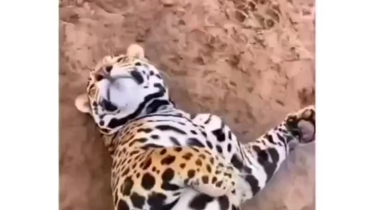 These cats love a good pat ðŸ¤