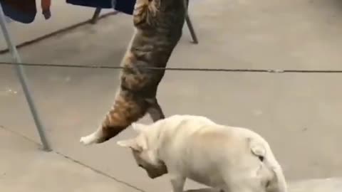 Very Cute & Funny Cat & Dog - shorts