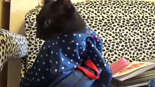 Cat and backpack