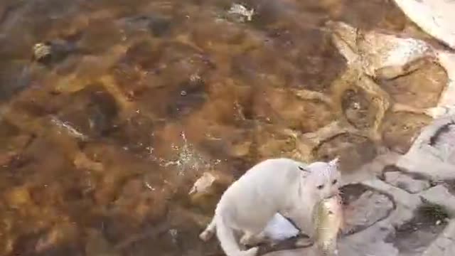 An amazing cat catches a fish