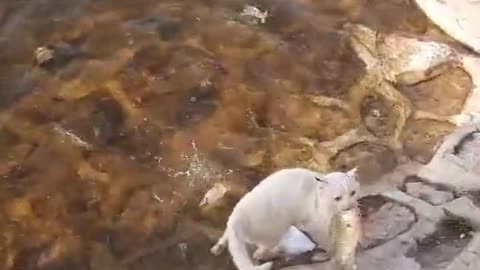 An amazing cat catches a fish