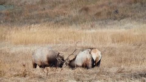 Wild elk fighting, Banff National Park💓