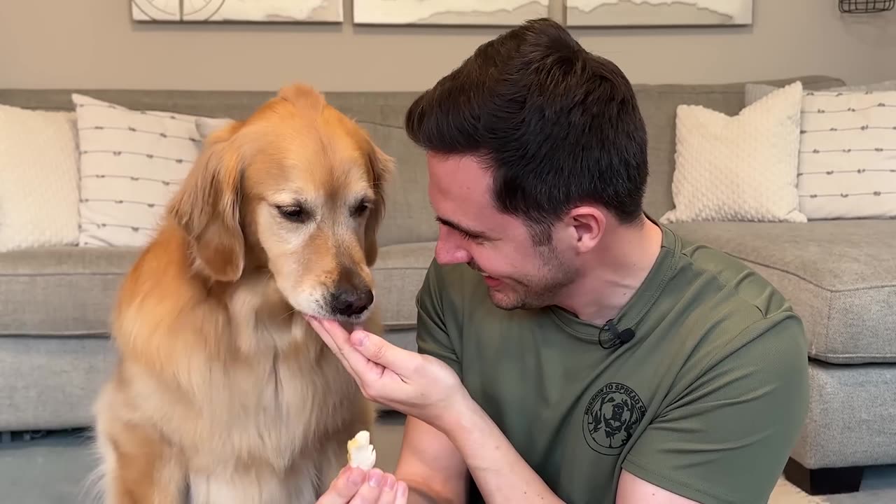 The Ultimate Dog Taste Tournament