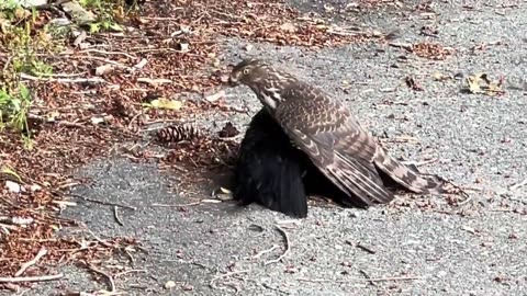 Grounded Predator: Cooper’s Hawk and Its Crow Catch🦅💥