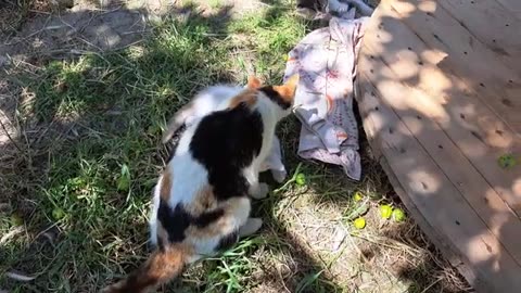 The little kitten played with the mouse and then ate it 🥰 Very interesting Kittens