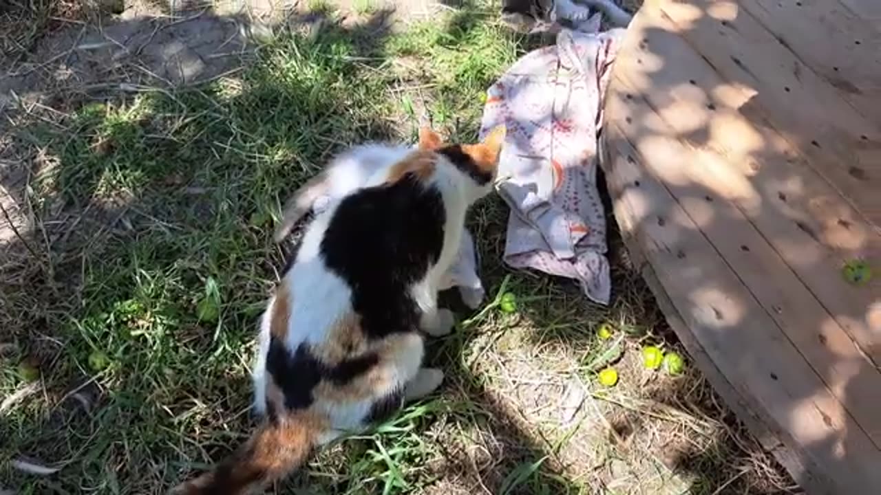 The little kitten played with the mouse and then ate it 🥰 Very interesting Kittens