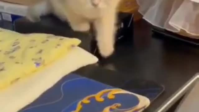 #funny #cat