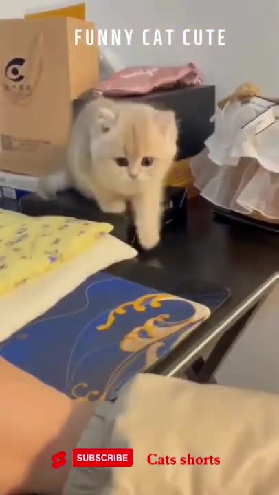#funny #cat
