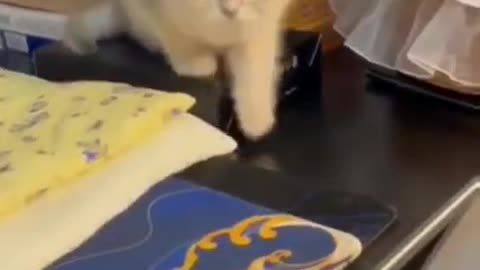 #funny #cat