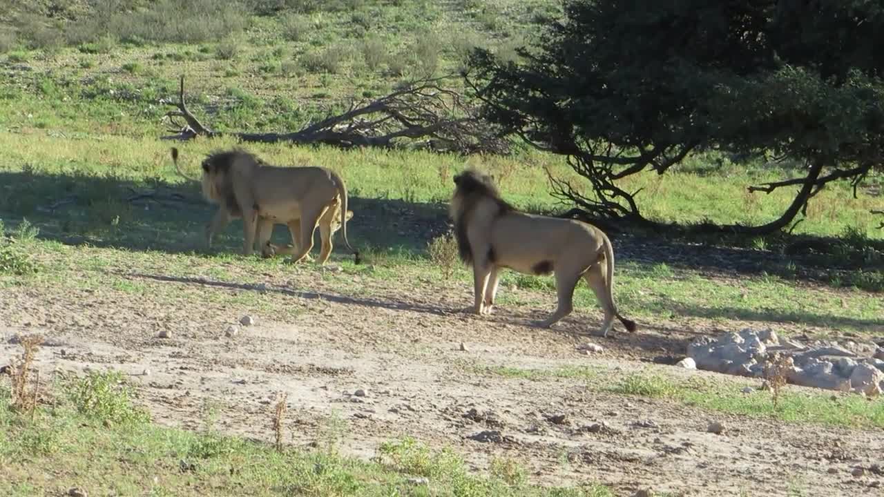 2022 Kgalagadi 2 Löwen und eine Löwin begrüssen sich an Roiibrak
