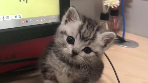 This Why Kitten Is Trending Right Now