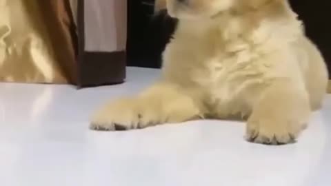 So cute.. Dog | Funny Dog