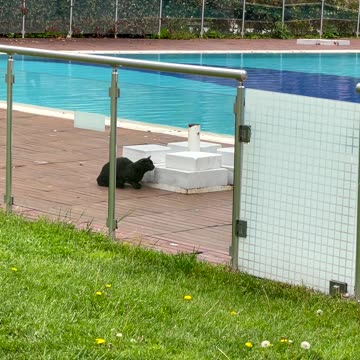 😱شکار بی رحمانه گربه سان در استانبول