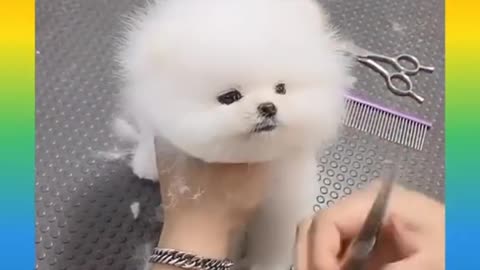 CUTE PUPPY HAIRSTYLE IN HOME