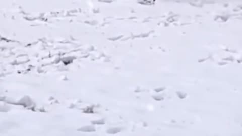 Dog playing in snow