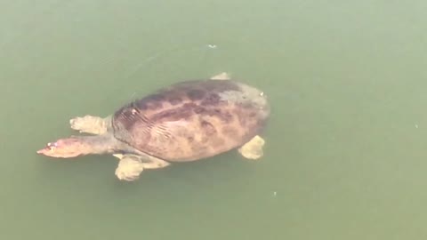 Snapping turtle