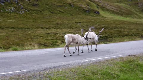 reindeer in the north of norway nordkapp