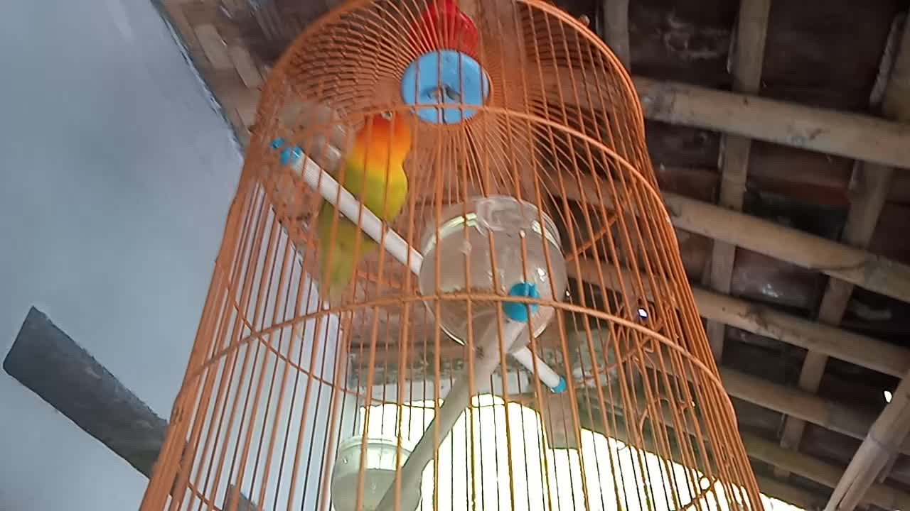 Burung lovebird gacor