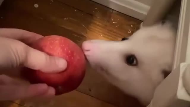 Peculiar animal