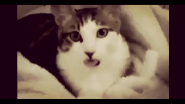 Best funny tongue twisting cat