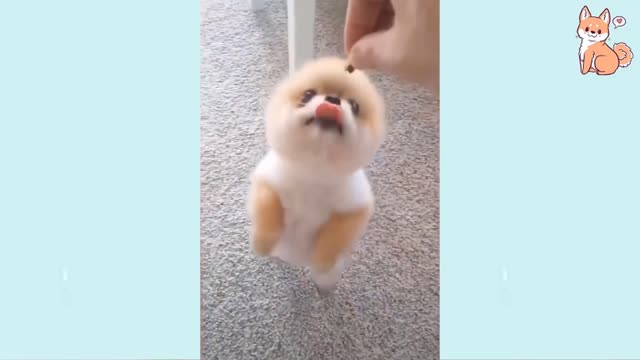 Angry - Funny Dogs of TikTok 😮 - angry Pet videos 😱