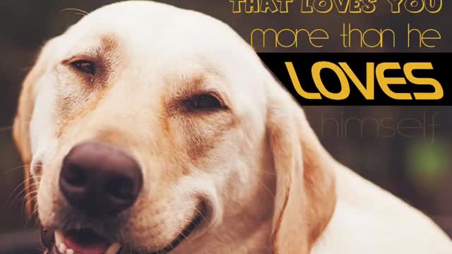 A video quote picture of a dog