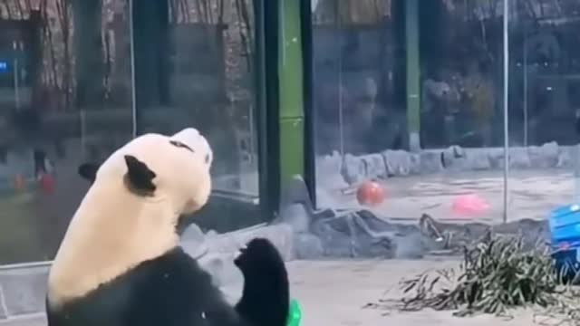 Panda having fun