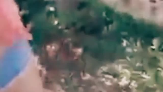 Watch Dangerous animals on this planet