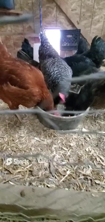 Chicken Word at the Ranch