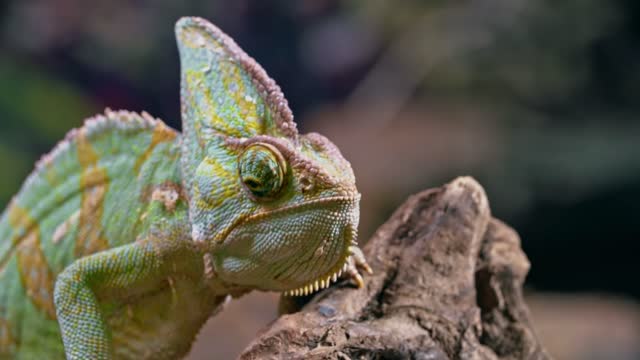 A Chameleon Resting On A Piece Of Wood