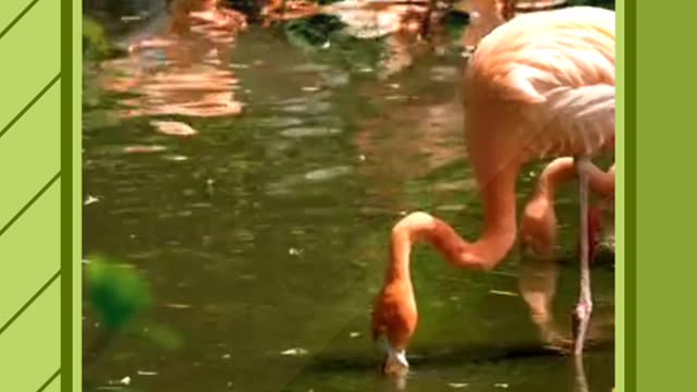 Nature and wildlife videos and beautiful creature on our planet