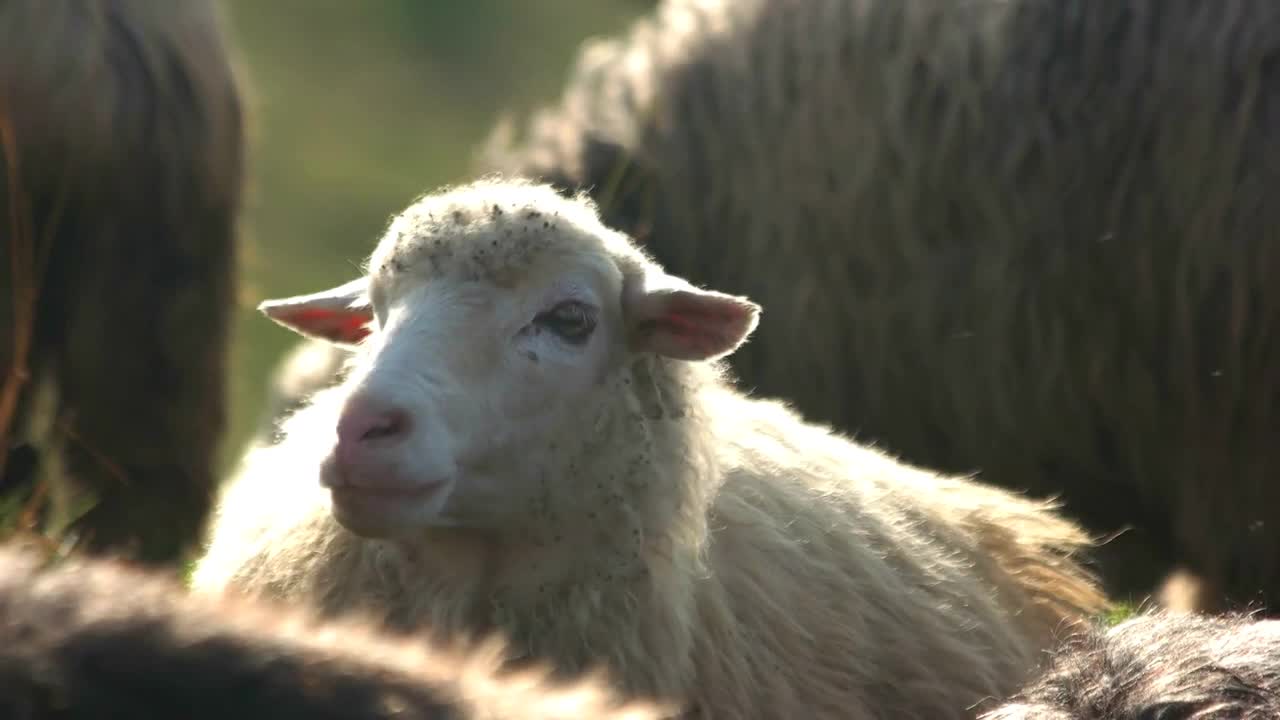 Cute sheep on pasture on a sunny day