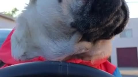 pug cruising