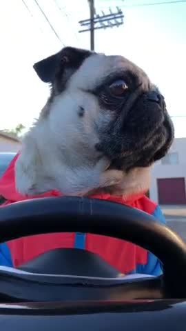 pug cruising
