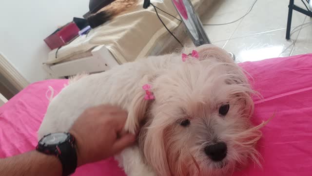 I can't stop petting my dog