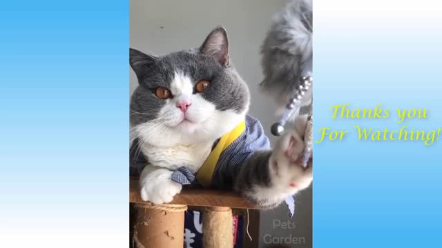 Cute Pets And Funny Animals Compilation | Best Cutest Animal