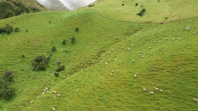 Drone footage of sheep walking through the mountain.