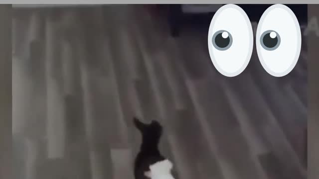 bouncy goat