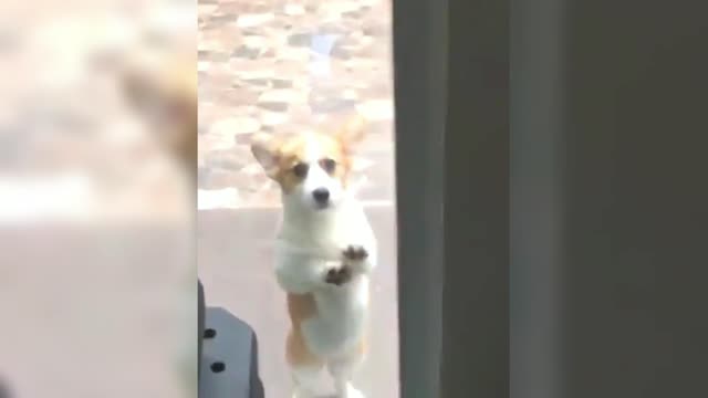 Being shut out by the owner, Kezhan gets up to open the door, it's just like a person