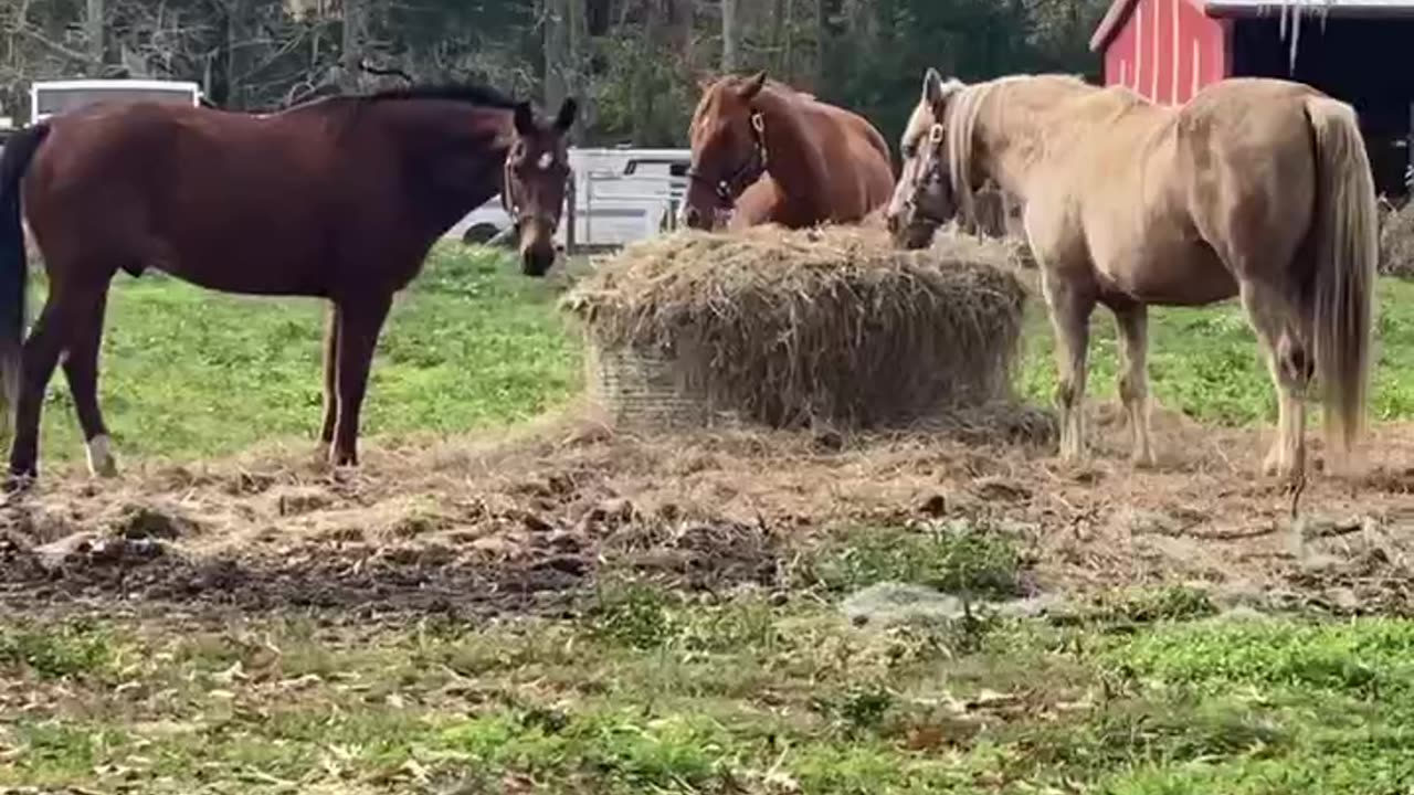 Horse video 6