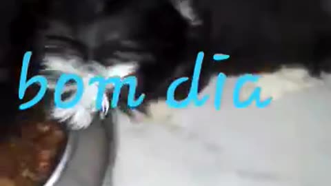 Animais comendo, muito lindo.