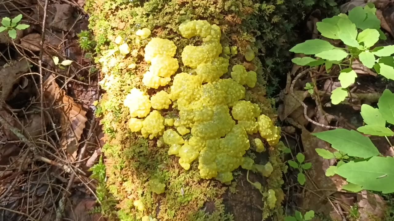 Dog Vomit Slime Mold