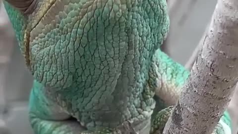 Chameleon seen up close.