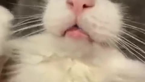 O que você faria se esse gatinho fosse seu?