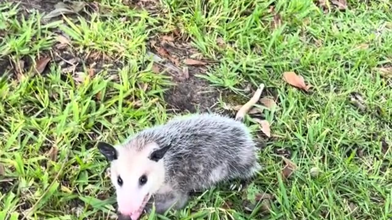 Opossum playing Opossum