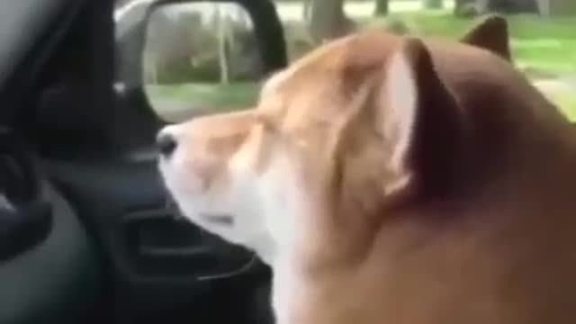 Chihuahua and Shiba inu feeling the song