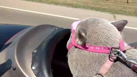 Adorable Lil piggy going on a bike ride