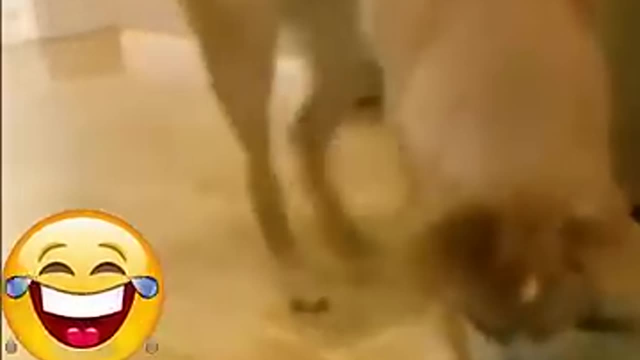 The best 😂funny videos with 😺🐶cats, dogs. FUNNY PETS 76