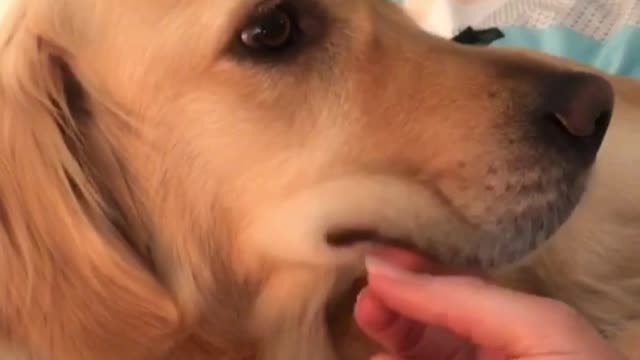 Adorable Golden Retriever's floppy cheeks